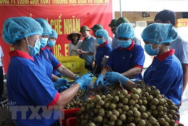 越南充分开发向澳大利亚的农产品出口潜力 hinh anh 1