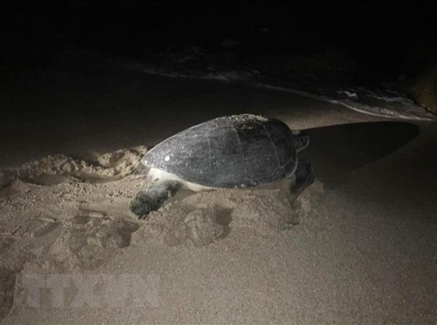 河静省：警民合力 将一只重约80公斤的珍稀海龟放回大海 hinh anh 1