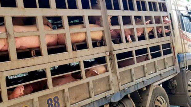 越南工贸部提醒对柬埔寨出口生猪的企业注意满足检疫要求 hinh anh 1