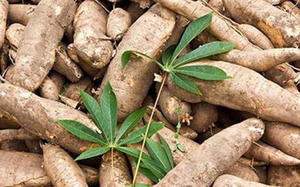 印尼每年可出口到欧盟16.5万吨木薯 hinh anh 1
