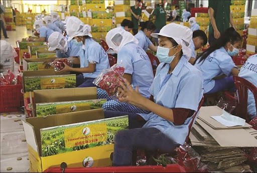 努力确保越南农产品顺利出口到中国 hinh anh 2