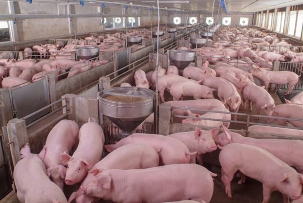 俄罗斯是越南最大猪肉供应国 hinh anh 1