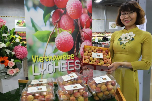 越南新鲜荔枝在澳大利亚市场上十分畅销 hinh anh 1