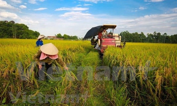 世行愿意协助越南农业的新项目 hinh anh 1