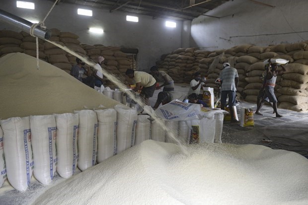 越南工贸部就来自印度的大米进口量突增展开调查 hinh anh 1