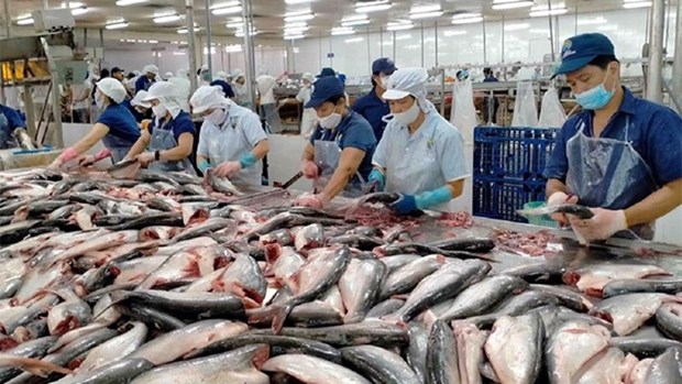 越南查鱼片在中国台湾市场占据99%以上份额 hinh anh 1