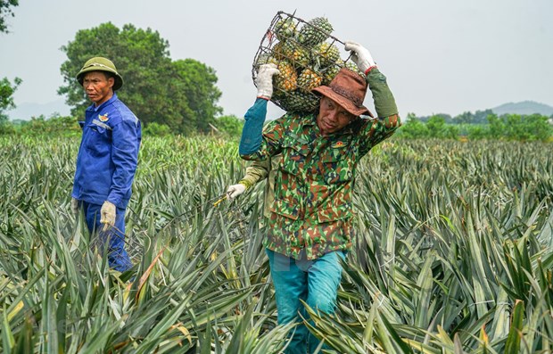 今年前6个月越南农产品出口额达240亿美元 hinh anh 1