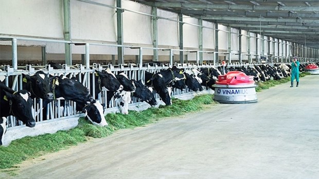 促进奶牛养殖行业 hinh anh 1
