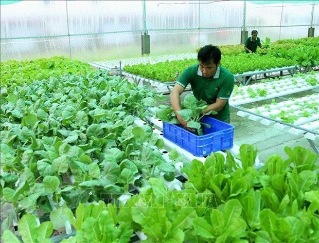 越南有机农产品在澳大利亚市场的发展前景广阔 hinh anh 1