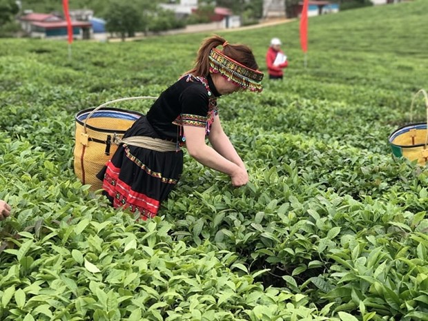 越南对中国和印度茶叶出口实现突飞猛进式的增长 hinh anh 1
