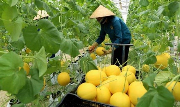 范平明副总理：加强对接 促进发展越南主要农产品价值链 hinh anh 1