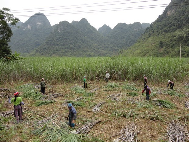 越南对来自泰国的食糖征收反倾销税助推国内制糖企业恢复发展 hinh anh 1