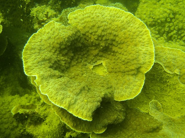 强化下龙湾海上珊瑚礁生态系统修复和保护工作 hinh anh 1