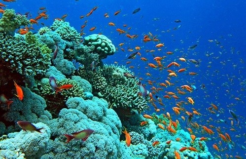 强化下龙湾海上珊瑚礁生态系统修复和保护工作 hinh anh 2