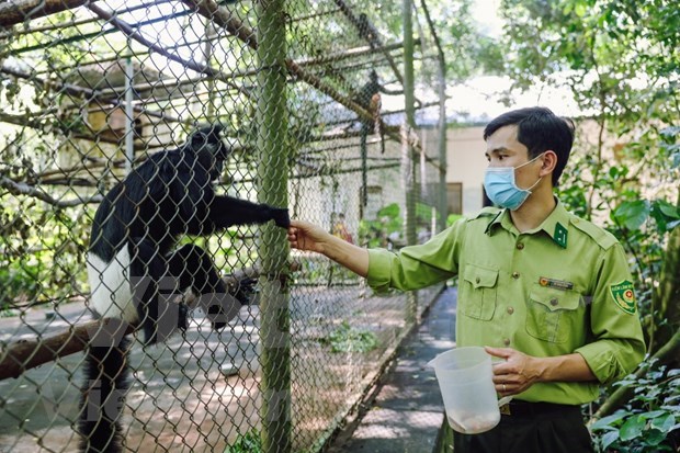 越南首个国家公园将野生动物“放归回家”的特殊倡议 hinh anh 2