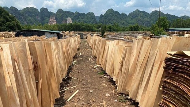 2021年上半年越南桉木单板对中国出口大幅增长 hinh anh 1