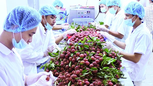 越南农产品颇受欧盟市场欢迎 hinh anh 1