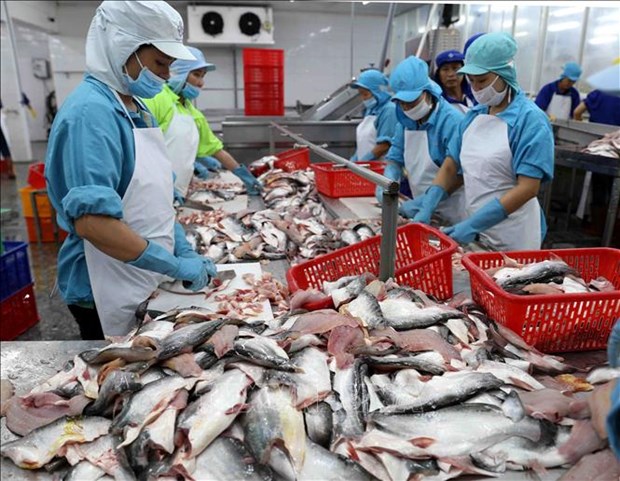 2021年前7个月越南查鱼出口总额达9.3亿美元 hinh anh 1
