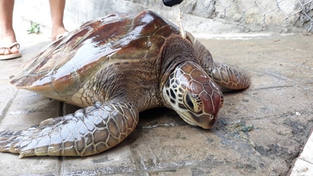 承天顺化省：一只珍稀海龟被放归大海 hinh anh 1