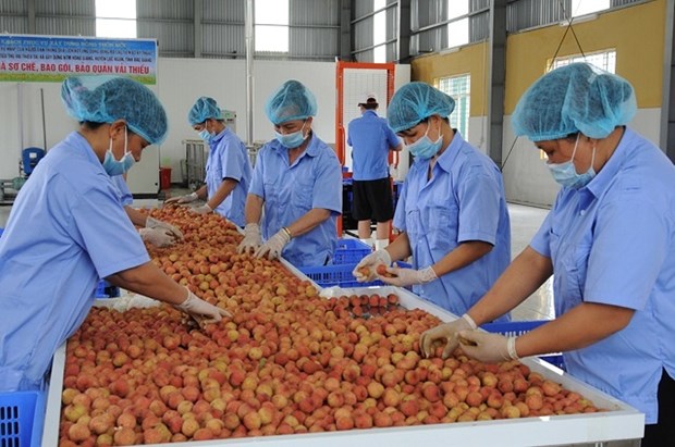 2021年前7个月越南农业实现贸易顺差约39亿美元 hinh anh 1