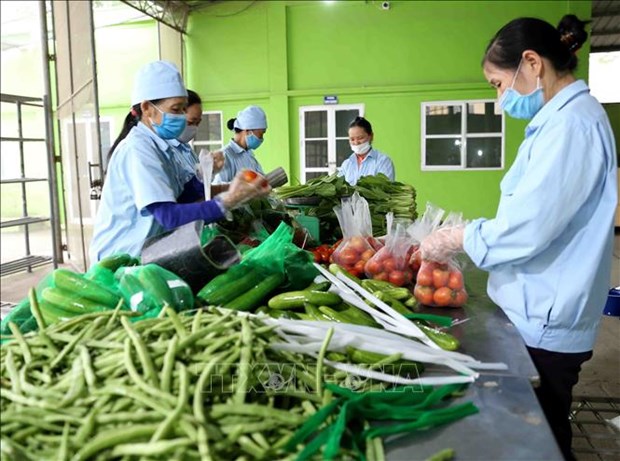 越南合作社联盟促进农产品供需对接 hinh anh 1