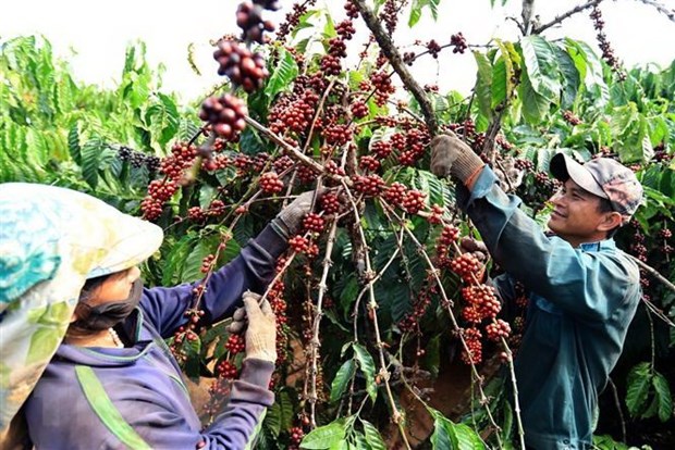 2021年上半年越南咖啡对英出口额达2900万美元 hinh anh 1