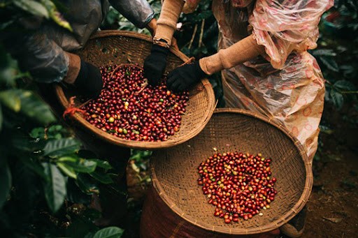 越南--世界咖啡生产第二大国 hinh anh 1