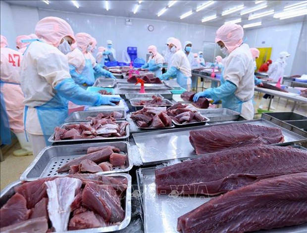 越南金枪鱼对以色列的出口总额同比增长34% hinh anh 1