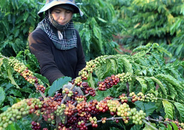 越南合作扩大农产品和食品出口市场 hinh anh 1