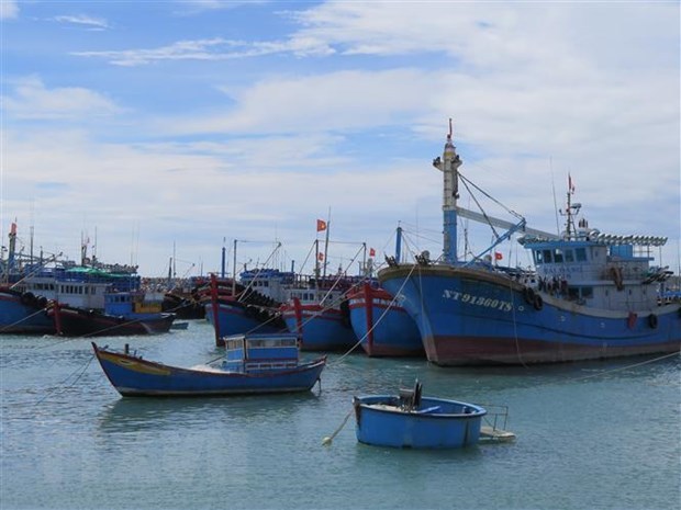 越南水产企业兑现打击IUU渔业捕捞的承诺 hinh anh 2