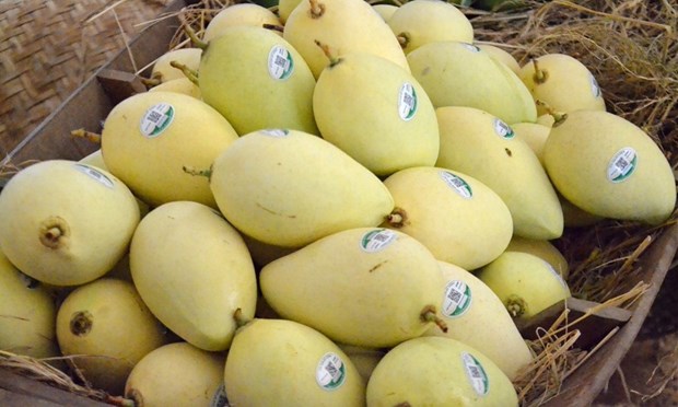 超过5000公顷的同塔芒果种植区获颁服务于出口的种植区号 hinh anh 1