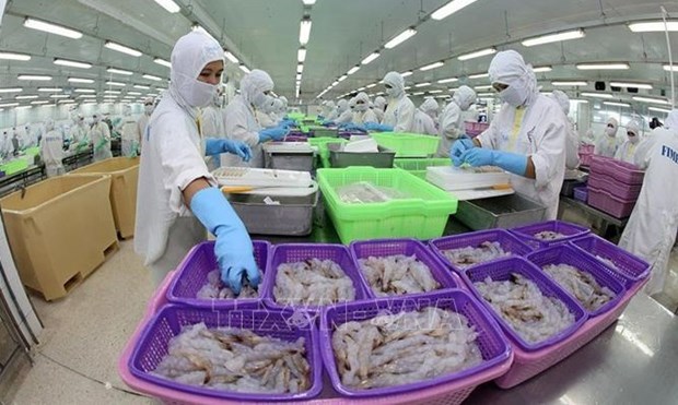 虾类产品加工业努力实现今年所提出的各项既定目标 hinh anh 1