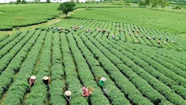 越南推进绿色农业发展 适应新形势 hinh anh 1