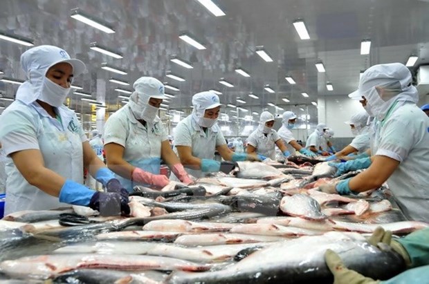 越南查鱼对巴西市场出口的机会巨大 hinh anh 1