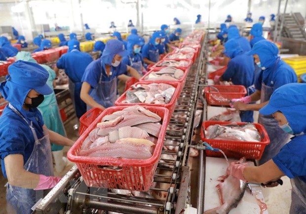 2021年越南查鱼出口金额有望达15.4亿美元 hinh anh 1