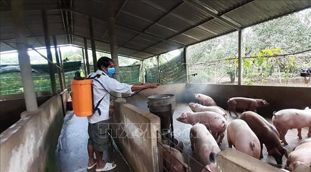国际金融公司援助越南做好非洲猪瘟疫情防控工作 hinh anh 1