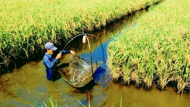 同塔省水稻和鱼虾混合种养模式初步见效 hinh anh 1