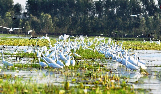 “越南各湿地保护和可持续利用”摄影大赛正式启动 hinh anh 1