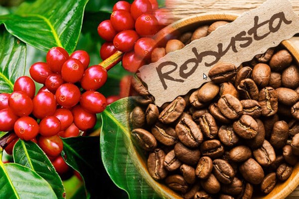 越南成为世界上最大的罗布斯塔咖啡出口国 hinh anh 1