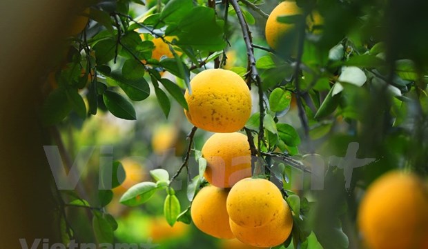 美国为越南柚子产品打开市场大门 hinh anh 1