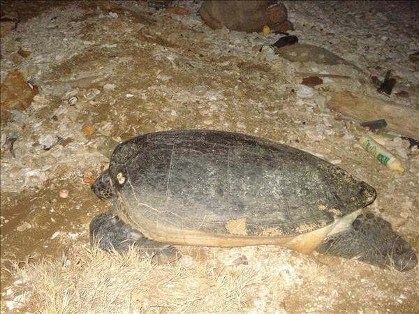保护海龟种群和其栖息地 hinh anh 2