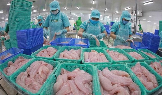 2022年越南查鱼出口额有望达17亿美元 hinh anh 1