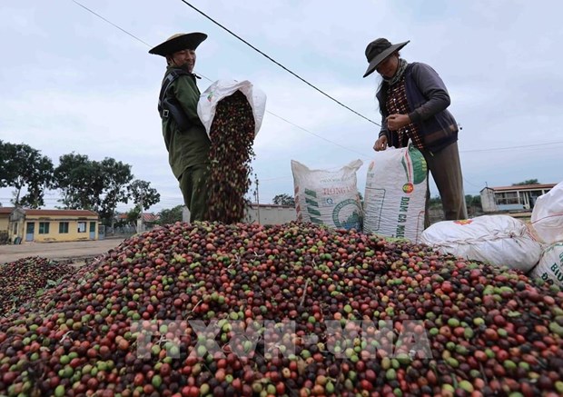 越南力争2030年咖啡出口额达60亿美元 hinh anh 1