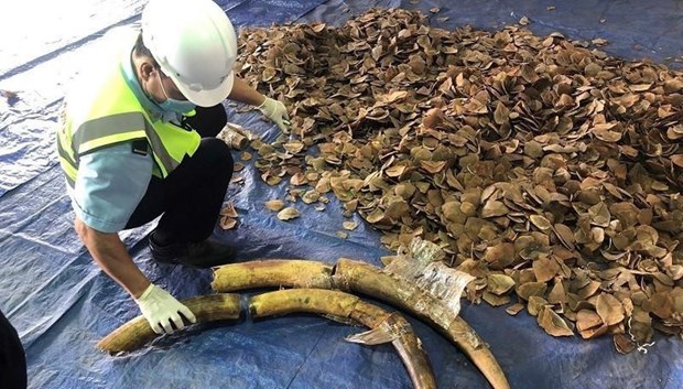 岘港市发现大量装有疑似象牙、穿山甲鳞片的货柜 hinh anh 1