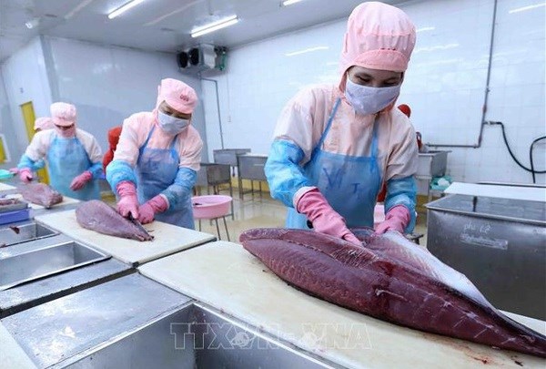 促进越南金枪鱼出口增长的“催化剂” hinh anh 1