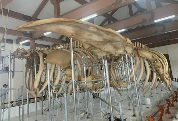 近300年前的两具鲸鱼骨架成功修复 hinh anh 1