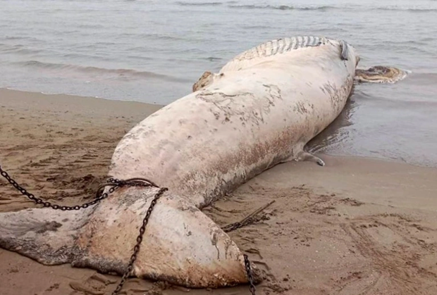 清化省发现一头10吨多重的鲸鱼尸体漂浮到岸边 hinh anh 1