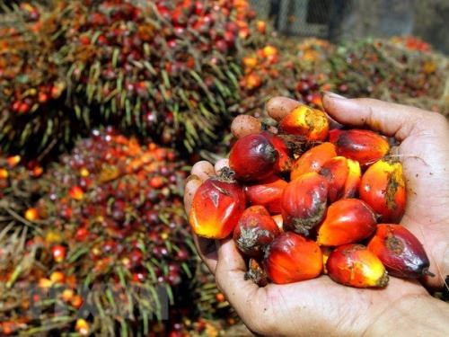 印尼将对棕榈油实施强制性国内销售 hinh anh 1