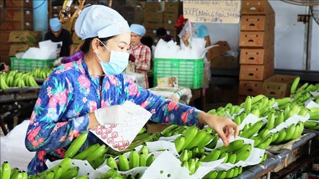 2022年越南对欧洲市场蔬果出口或增长15% hinh anh 1