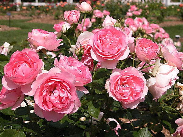 情人节期间大叻玫瑰花价格增加了1-2倍 hinh anh 2
